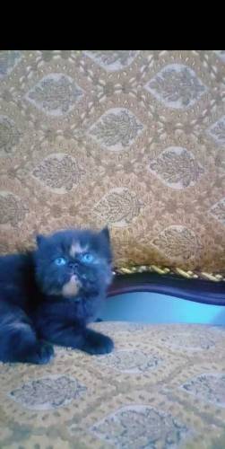 Persian kittens for sale 