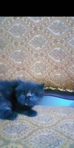 Persian kittens for sale 