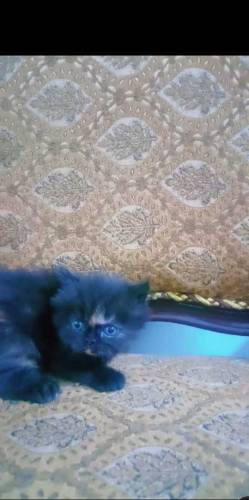 Persian kittens for sale 