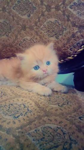 Persian kittens for sale 