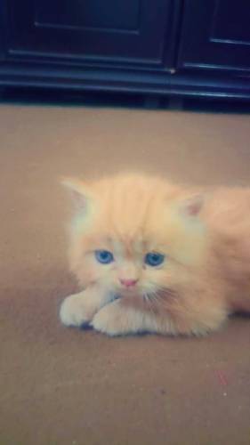 Persian kittens for sale 