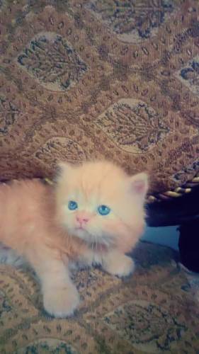Persian kittens for sale 