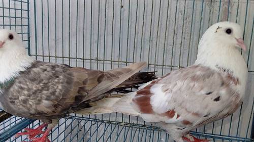 karbalai pair 
