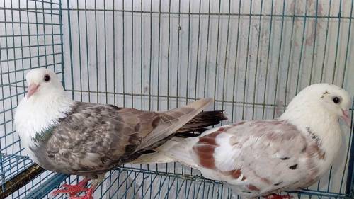 karbalai pair 