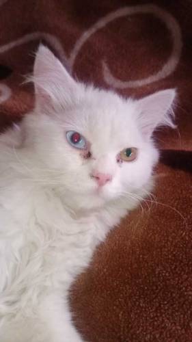 Persian cat for sale3 piece