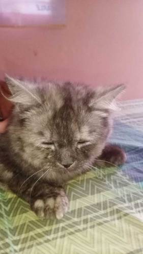 Persian cat for sale3 piece