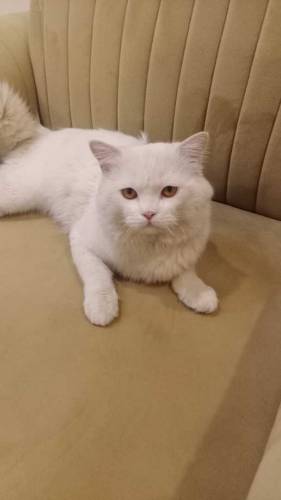 Persian cat for sale3 piece