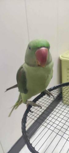 Alexander 