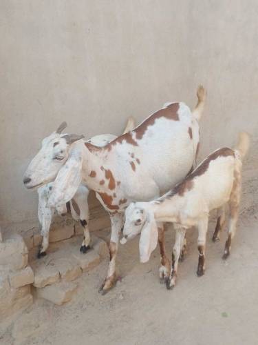 Bakri or 2 Bachy For sale