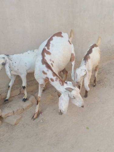 Bakri or 2 Bachy For sale