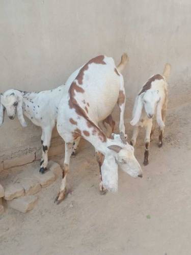 Bakri or 2 Bachy For sale