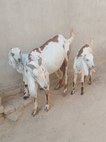 Bakri or 2 Bachy For sale