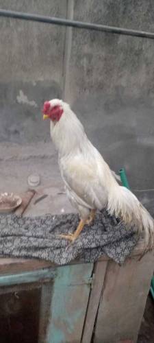  white Aseel murgha 