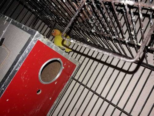 Love Birds 