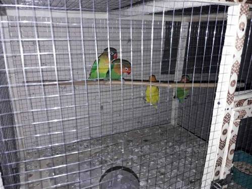 Love Birds 