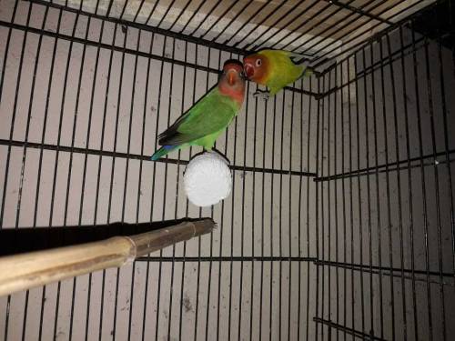Love Birds 