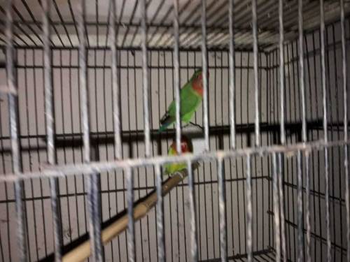 Love Birds 