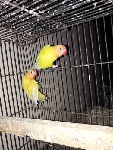 Love Birds 