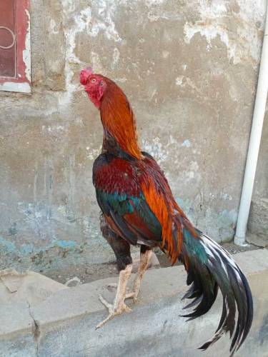 aseel murgha high quality for sale 