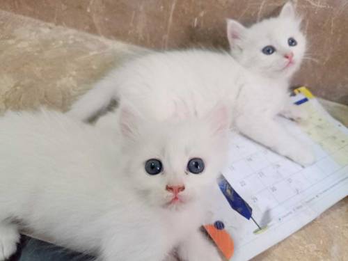 2 beautifull persian kittens babys for sale