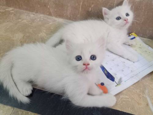 2 beautifull persian kittens babys for sale