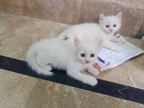 2 beautifull persian kittens babys for sale