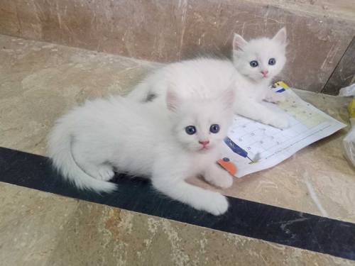 2 beautifull persian kittens babys for sale