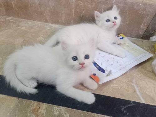 2 beautifull persian kittens babys for sale