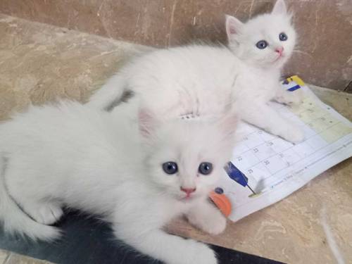 2 beautifull persian kittens babys for sale