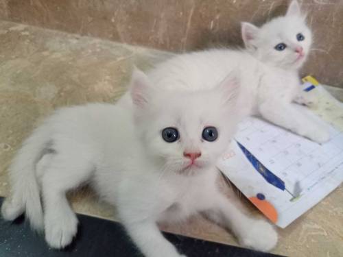 2 beautifull persian kittens babys for sale