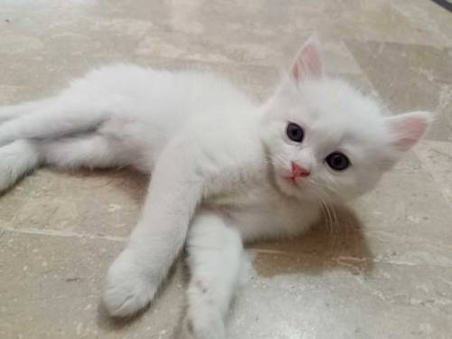 2 beautifull persian kittens babys for sale