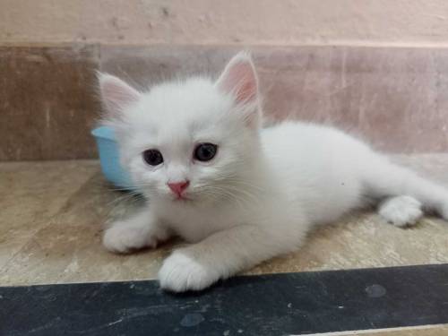2 beautifull persian kittens babys for sale
