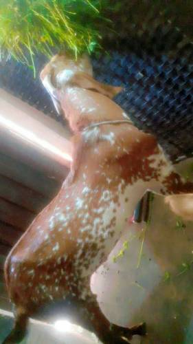 Qurbani ke bakre