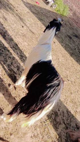 dasi jatal Bakra for sale