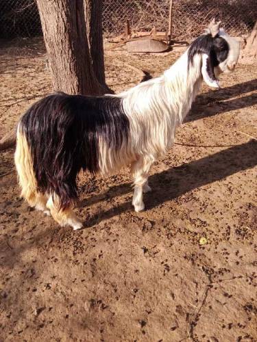 dasi jatal Bakra for sale