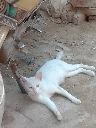 Persian male cat blue and yellow eyes 