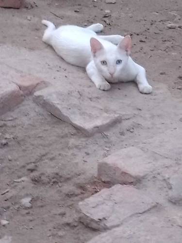Persian male cat blue and yellow eyes 