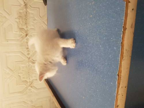 double cotted perisan kitten for sale
