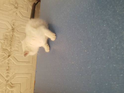 double cotted perisan kitten for sale