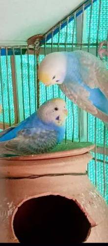 Budgies Parrots
