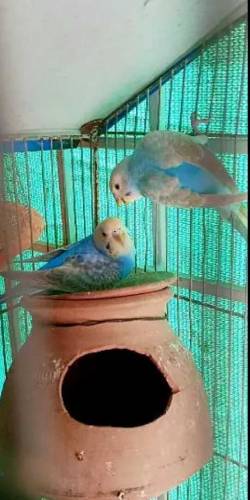 Budgies Parrots