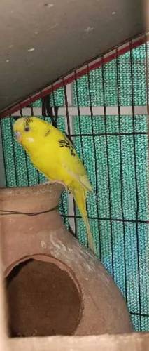 Budgies Parrots
