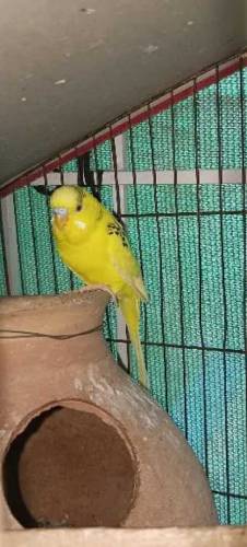 Budgies Parrots