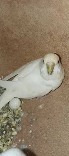 Budgies Parrots