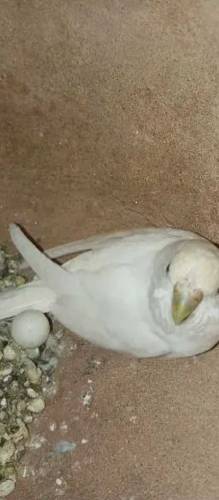Budgies Parrots