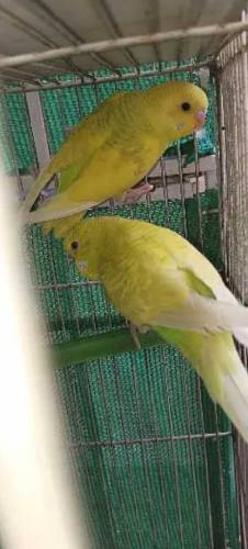 Budgies Parrots