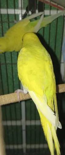 Budgies Parrots