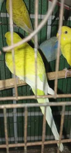 Budgies Parrots