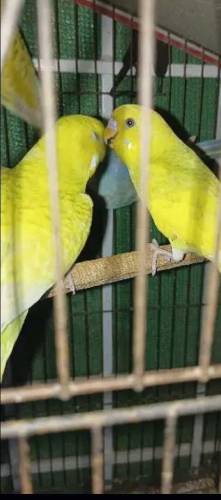 Budgies Parrots