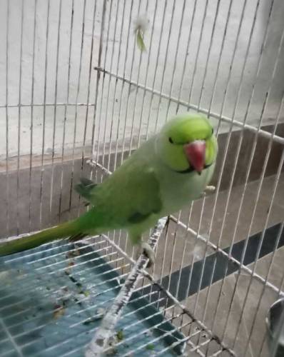 Bird 